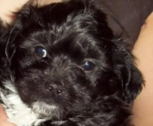 Bichon Havanez cu pedigree 