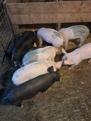 purcei landrace - imagine 3