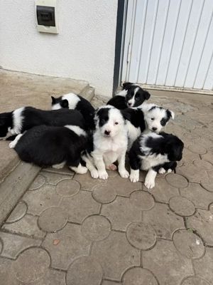 Pui border collie 