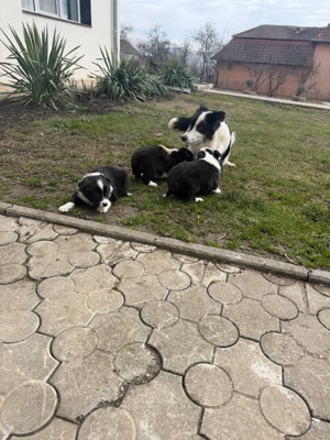 Pui border collie  - imagine 5