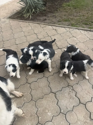 Pui border collie  - imagine 3