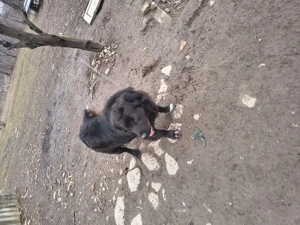 Cățel talie medie - imagine 3