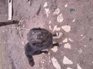 Cățel talie medie - imagine 4