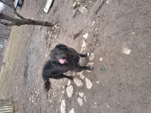 Cățel talie medie - imagine 2