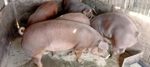 Între 120 și 170 kg preț 10 lei kg