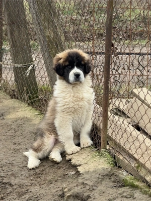 Catel saint bernand cu moscovit 