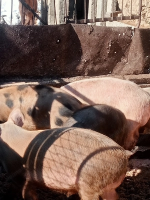 Vând purcei crescuți bio  - imagine 2