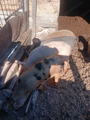 Vând purcei crescuți bio  - imagine 3