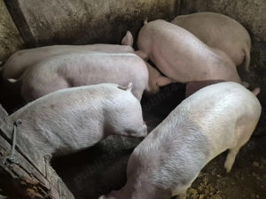 Porci rasă Pick Original 80-100kg - imagine 8
