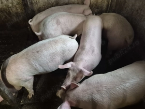 Porci rasă Pick Original 80-100kg - imagine 4