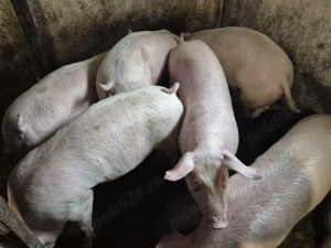 Porci rasă Pick Original 80-100kg - imagine 6