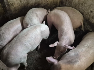 Porci rasă Pick Original 80-100kg - imagine 3