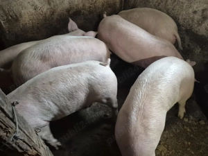 Porci rasă Pick Original 80-100kg