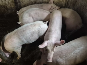 Porci rasă Pick Original 80-100kg - imagine 7