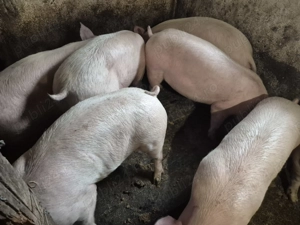 Porci rasă Pick Original 80-100kg - imagine 2