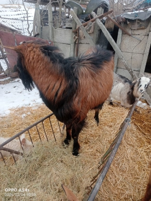 Vând țap alpin tânăr  - imagine 2