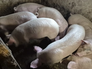 Porci tăiat-ținut Pic 80-100kg - imagine 3