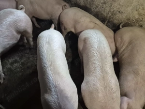 Porci tăiat-ținut Pic 80-100kg - imagine 7