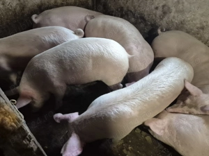 Porci tăiat-ținut Pic 80-100kg - imagine 6