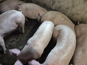 Porci tăiat-ținut Pic 80-100kg - imagine 5