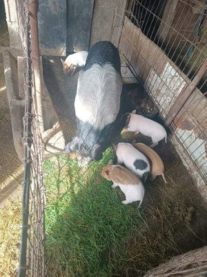 Vand purcei bazna cu mangalita  si vitnamez - imagine 2