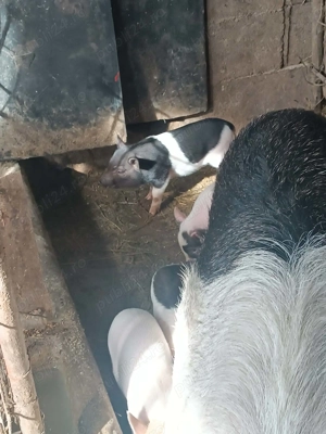 Vand purcei bazna cu mangalita  si vitnamez - imagine 3