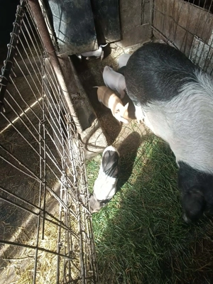 Vand purcei bazna cu mangalita  si vitnamez - imagine 4