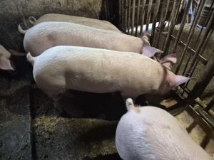 Porci de Carne Pic 80-100kg - imagine 3