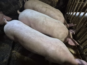 Porci de Carne Pic 80-100kg - imagine 7