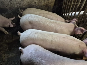 Porci de Carne Pic 80-100kg - imagine 6