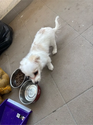 Vand Bichos  - imagine 2