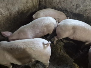 Porci de Carne Pic 80-100kg - imagine 5