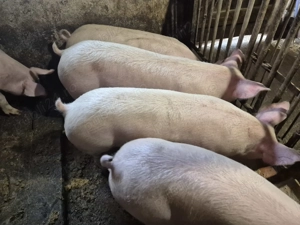 Porci de Carne Pic 80-100kg - imagine 4