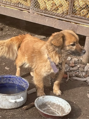 Vand Metis Pekingese  - imagine 2