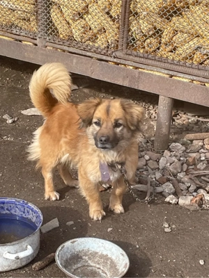 Vand Metis Pekingese 