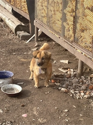 Vand Metis Pekingese  - imagine 4