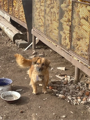 Vand Metis Pekingese  - imagine 3