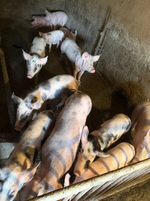 vând șoldani  - imagine 2