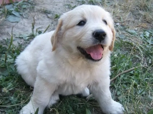 Vand catelusi Golden Retriever - imagine 2