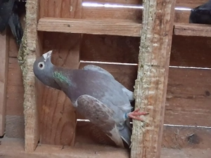 Porumbei voiajori, culori rare  - imagine 2