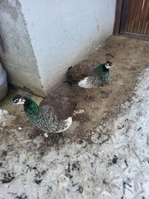 Vand o Păunița sau shimb cu Păun  - imagine 3