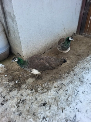 Vand o Păunița sau shimb cu Păun  - imagine 2