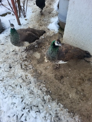 Vand o Păunița sau shimb cu Păun  - imagine 5