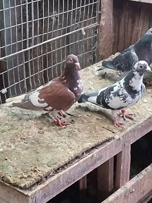 Porumbei voiajori culori și linii deosebite 