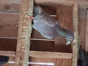 Porumbei voiajori culori și linii deosebite  - imagine 3