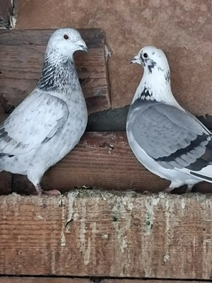 Porumbei voiajori culori și linii deosebite  - imagine 4