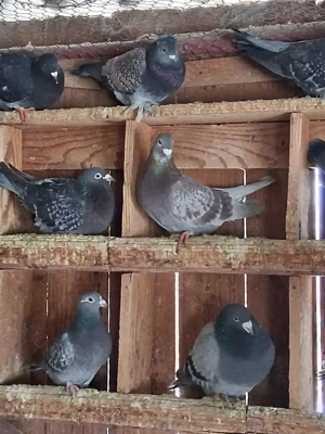 Porumbei voiajori culori și linii deosebite  - imagine 5