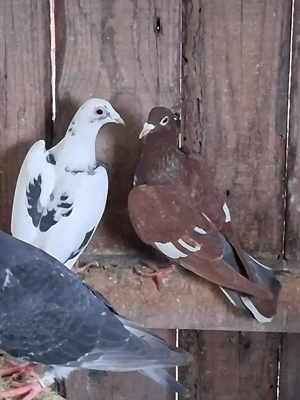 Porumbei voiajori culori și linii deosebite  - imagine 2