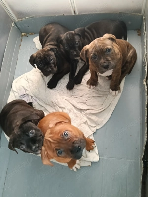 Pui American Bully  - imagine 2