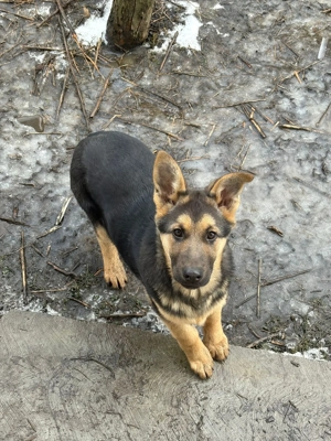 Vând pui ciobănesc german  - imagine 2